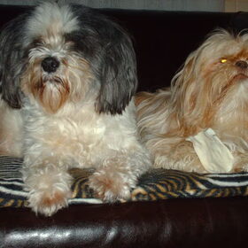 Hondenfoto van liesbeth,Turbo,Luna, Levi en Faith