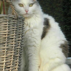 Hondenfoto van Emely, Bently's baasje