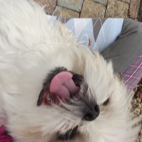 Hondenfoto van Emely, Bently's baasje