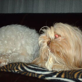 Hondenfoto van liesbeth,Turbo,Luna, Levi en Faith