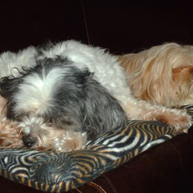 Hondenfoto van liesbeth,Turbo,Luna, Levi en Faith