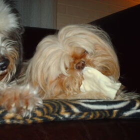Hondenfoto van liesbeth,Turbo,Luna, Levi en Faith