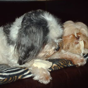 Hondenfoto van liesbeth,Turbo,Luna, Levi en Faith