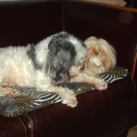 Hondenfoto van liesbeth,Turbo,Luna, Levi en Faith