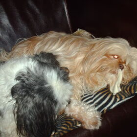 Hondenfoto van liesbeth,Turbo,Luna, Levi en Faith
