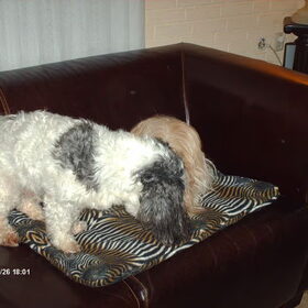 Hondenfoto van liesbeth,Turbo,Luna, Levi en Faith
