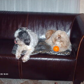 Luna met de stressbal. die vinden ze beide helemaal leuk omdat…