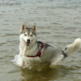 Hondenfoto van Dy-Ann