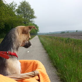 Hondenfoto van Shirley & Luna