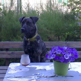 Onze "miss" Luna tijdens een warme zomerdag op een terrasje.