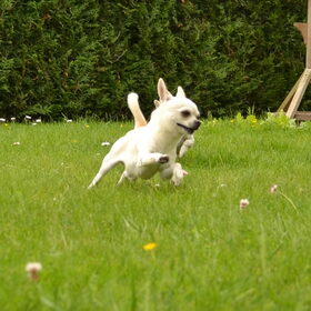 Hondenfoto van ~Saartje & de chihuahua roedel ~