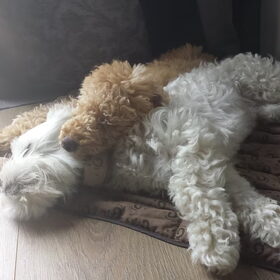 Hondenfoto van Inge, baasje van Gina, Flynn en Wobbe
