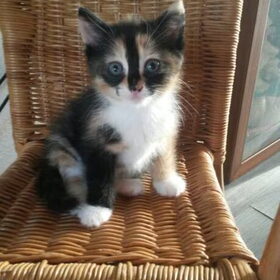 Hondenfoto van Angelique, Kleine Maybe en Tess <3