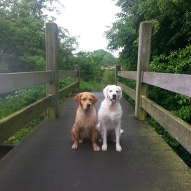 Hondenfoto van Golden Girls 