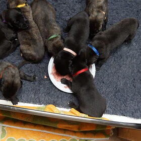 1ste x vaste voeding gaat erin als koek 08-06-2014