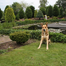 Hondenfoto van Inge & Danger