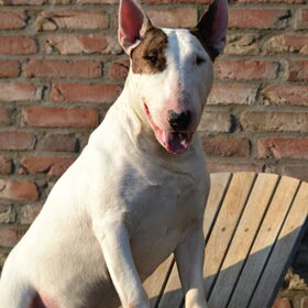 Hondenfoto van Hannah & Bink† en Beertje