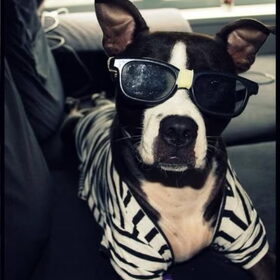 Hondenfoto van Melissa & Bandit