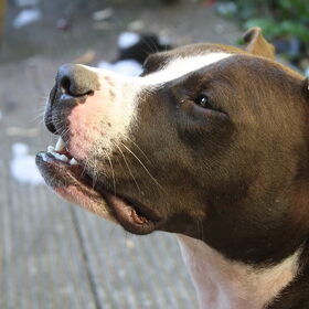 Hondenfoto van Melissa & Bandit