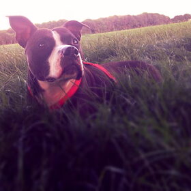 Hondenfoto van Melissa & Bandit