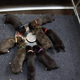 pups 3 weken oud aan tafel