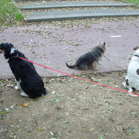 Kaily(mijn hond), Rex(RIP 2009) en Rakker (van mijn vriend net…