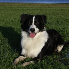 Onze Knapperd!
