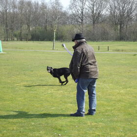 Hondenfoto van corrie en blacky