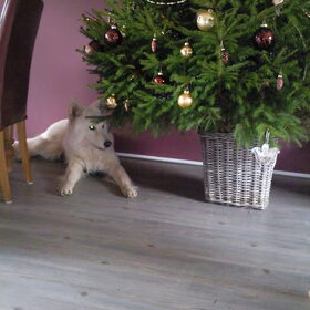Eros onder de kerstboom