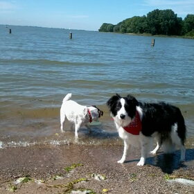 Hondenfoto van Inge, baasje van Sasha en Myra <3