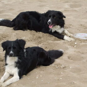 Baylee & Faya op het strand, heerlijk aan het uitwaaien en…