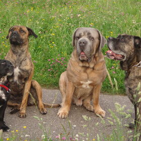 Tosca Shadow en hun vriendjes Breston en Basco