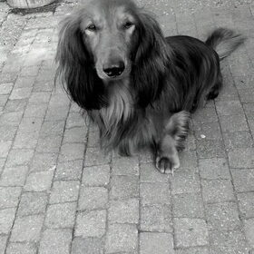 Hondenfoto van Annelies met  Sem