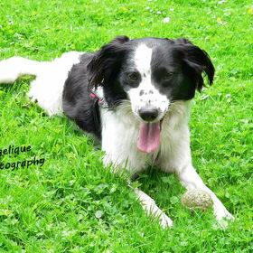 Hondenfoto van Angelique; Bruno, Charlie & Fenna  