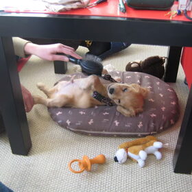 Hondenfoto van Kim & Peet met Cooper & Quiero