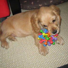 Hondenfoto van Kim & Peet met Cooper & Quiero