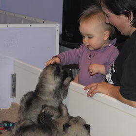 pups 4 weken met kleindochter