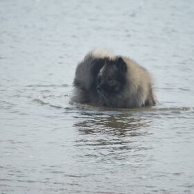 Joy in de zee