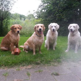 Hondenfoto van Golden Girls 