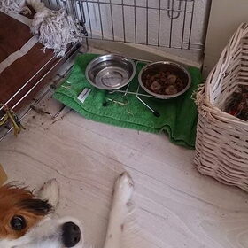 Met het warme weer dit weekend vind Hinke het heerlijk om…