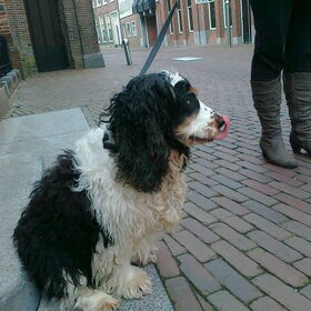 Beertje Yuna, op naar de trimmer