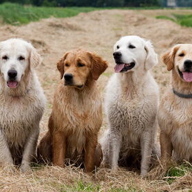 Hondenfoto van Golden Girls 