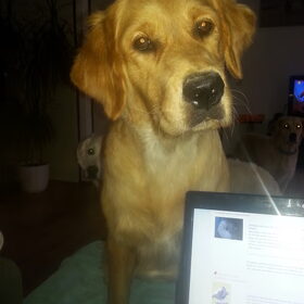 Hondenfoto van Golden Girls 