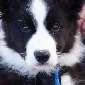 Onze puppegup