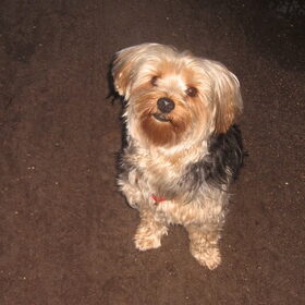 Onze Bobby, de schat!!!!!!