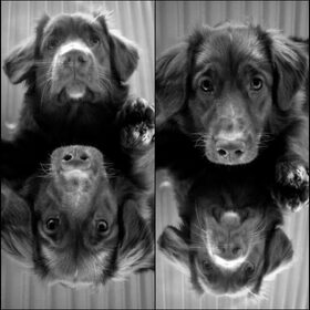 Hondenfoto van Maks met Fenna & Yuna