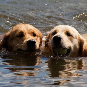 Hondenfoto van Golden Girls 