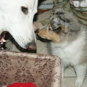 Wat doet die grote hond nu