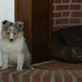 Hondenfoto van Manon, Silver Sky&Malaika