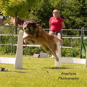 Hondenfoto van Angelique; Bruno, Charlie & Fenna  